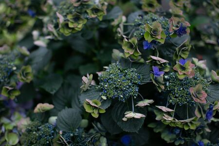 Natural blue hydrangea. Hydrangea blooming in springの写真素材