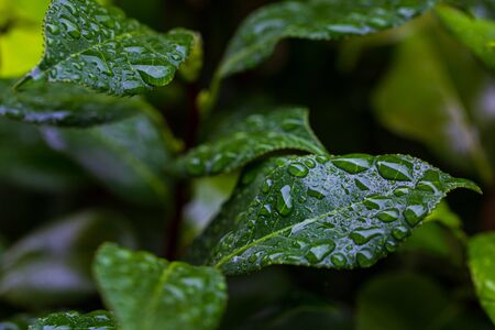Green leaf and water drops.の写真素材