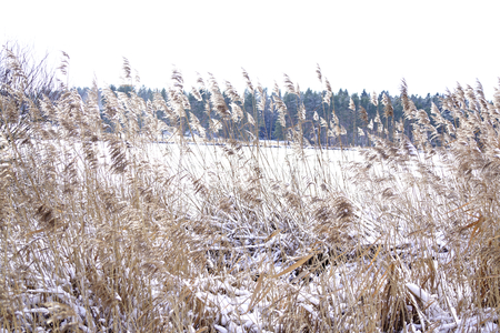 Reed and snowの写真素材