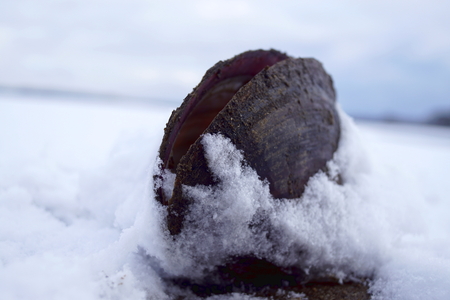 Shell in a pond and snowの写真素材