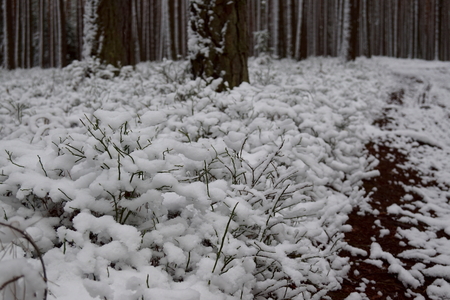Pine trees in winter, blueberry and wayの写真素材