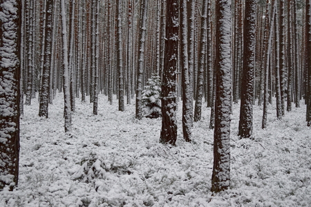 Pine trees in winterの写真素材