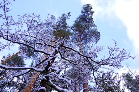 Pine, oak and blue skyの写真素材