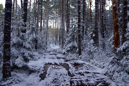 Pine trees in winter and wayの写真素材