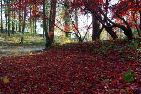 Red acers and red leaves - Vrchotovy Janovice, Czech Republicの写真素材