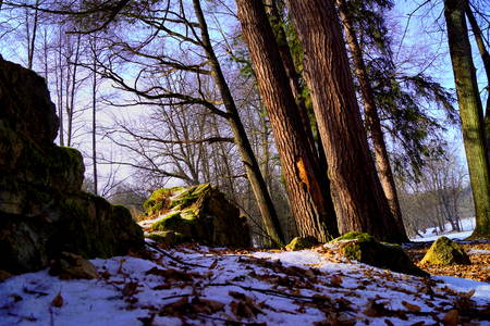 Wall, trees and snow - Tercino udoli, New Castles, South Bohemiaの写真素材