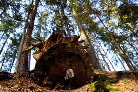 Background with log - Tercino udoli, New Castles, South Bohemiaの写真素材