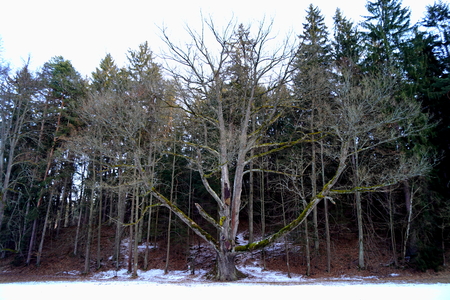 Old oak of weddings, detail - Tercino udoli, Nove Hrady, South Bohemiaの写真素材