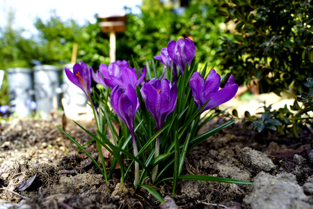 Crocus - violet variation, one of the most famous spring flowersの写真素材