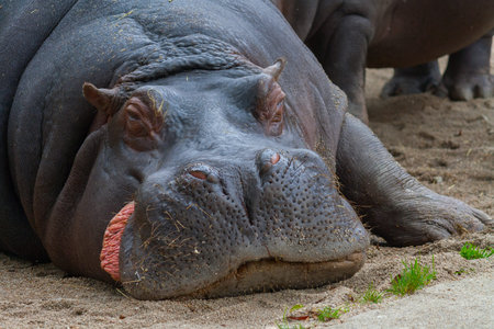 Hippo detail photo. Lying and almost sleeping