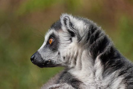 Lemur head detail looking left with mixed gree-brown background
