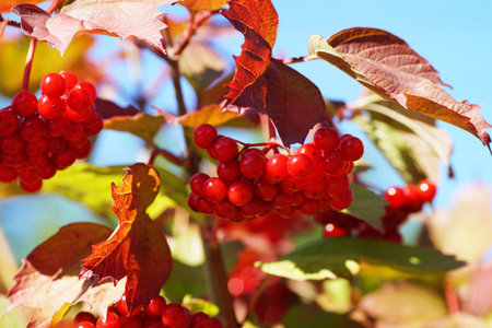 Red viburnum ripened against the blue sky