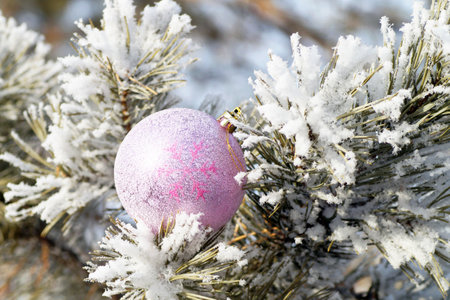 A lilac Christmas tree ball lies on a snow-covered pine branch in the forestの写真素材