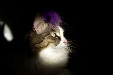 Photo of a gorgeous bold posing cat in a dark key on a sunny dayの写真素材