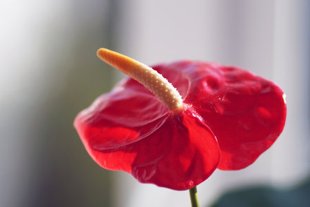 Romantic flower on blurred backgroundの写真素材