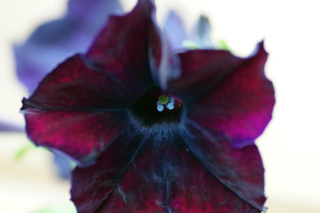 Violet petunia grows close-up on a city flower bedの写真素材