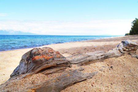 A fallen tree is covered with sand on the shore of Lake Baikalの写真素材