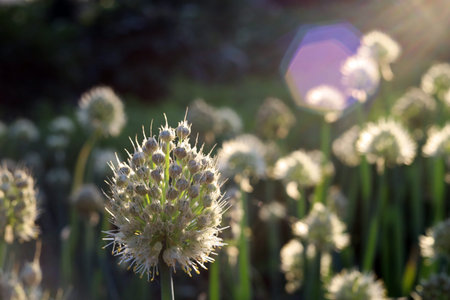 Onion inflorescence in the rays of the setting sunの写真素材
