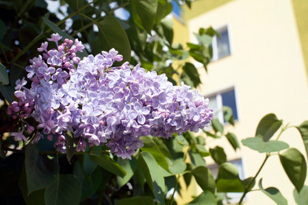 A branch of lilac on the background of a yellow buildingの写真素材