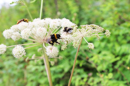 Bumblebee collects pollen on white flowers