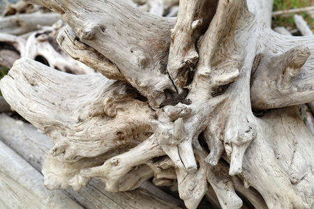 Grey background of sunken wood rootsの写真素材