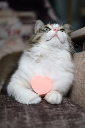Beautiful tricolor cat with its head held up with a paper heart, valentine cardの写真素材