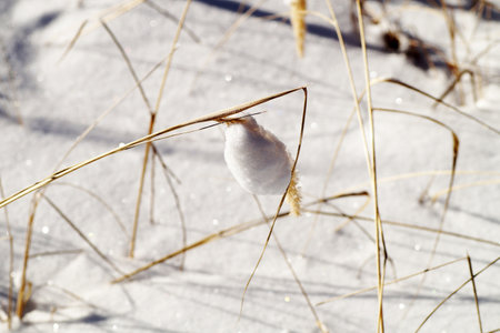 Dry grass on snow in the sunの写真素材