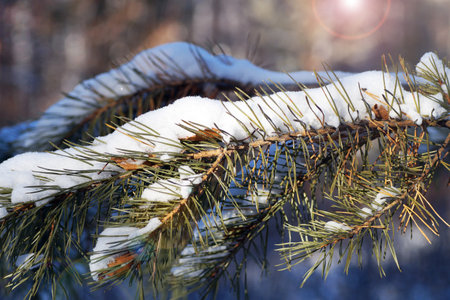 A pine branch in the forest under the snowの写真素材