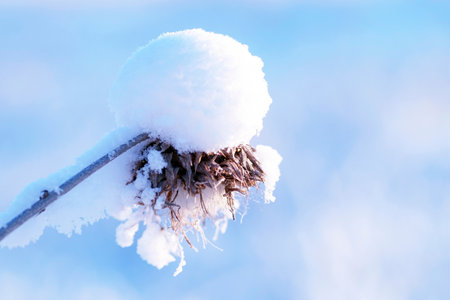 A ball of dry grass and a cap of snowの写真素材