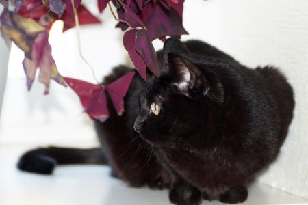 A black cat is sitting on the windowsill next to a plantの写真素材