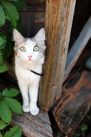 Cat on the veranda of a house in the villageの写真素材