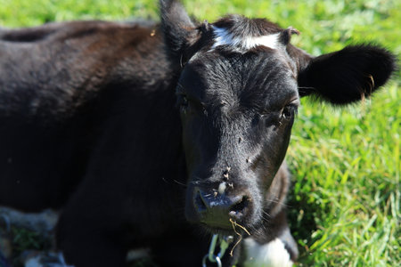 Calf on the lawn on a sunny dayの写真素材