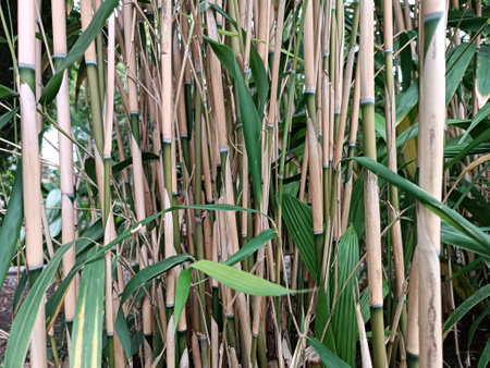 Reeds grow in the botanical gardenの写真素材