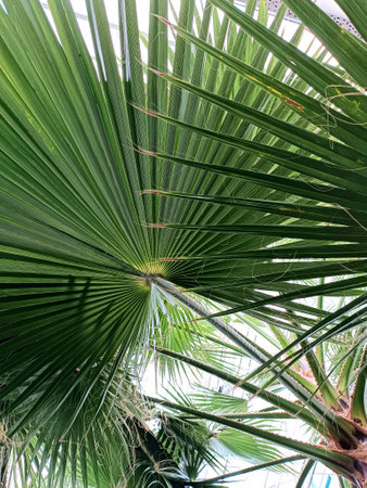 Large palm leaves in the botanical gardenの写真素材