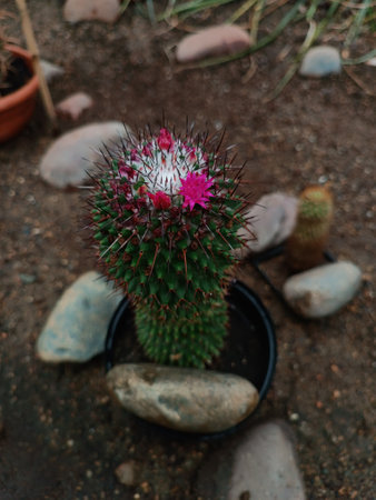 Cactus flower in the botanical gardenの写真素材
