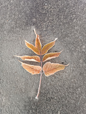 Autumn maple leaf frozen on asphaltの写真素材