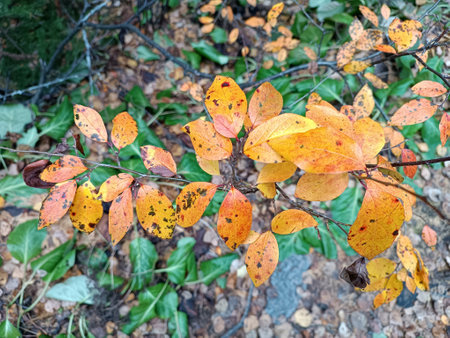 Yellow leaves on a shrub in the forest in autumnの写真素材