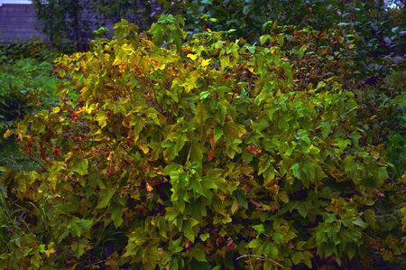 Black currant bush