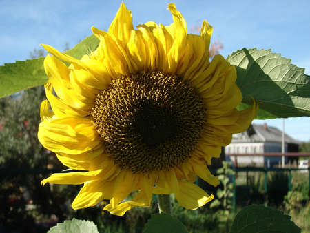sunflower flowerの写真素材