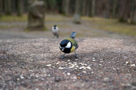 Bird tomtit white yellow and black feathers eating sunflower seeds a cold day in the park on a stone tableの写真素材