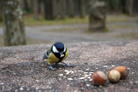 Bird tomtit white yellow and black feathers eating sunflower seeds a cold day in the park on a stone tableの写真素材