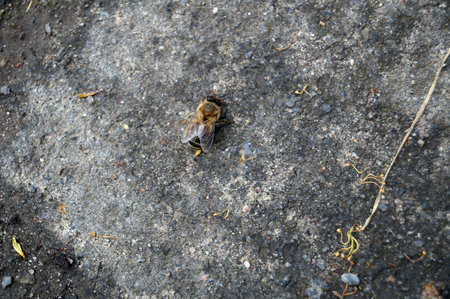 The bee with transparent wings crawls along the stone gray plateの写真素材