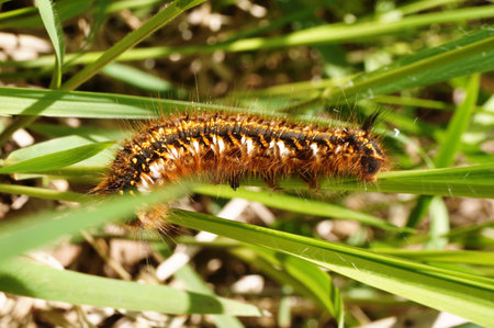 A golden black caterpillar creeps on the grass on a summer sunny day