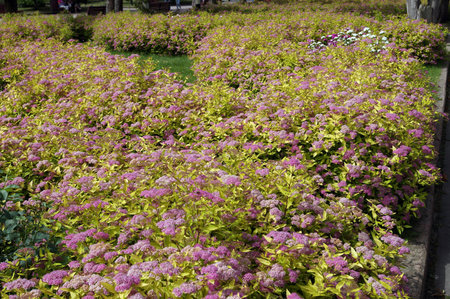 Bushes with pink flowers and green leaves on a flowerbed in the park