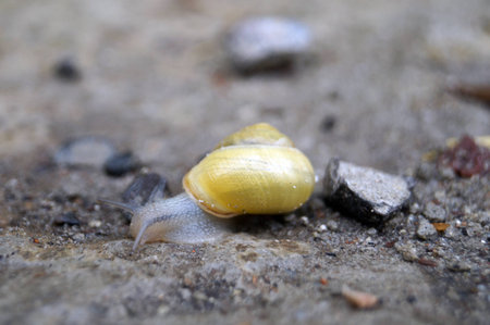A snail with a shell crawls on the ground on a summer dayの写真素材