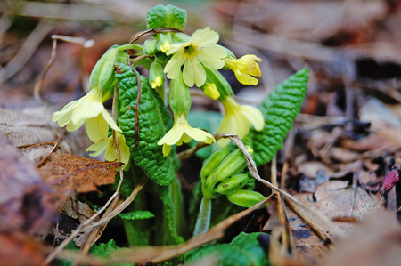 Primrose flowers and buds with yellow petals in a spring clearingの写真素材