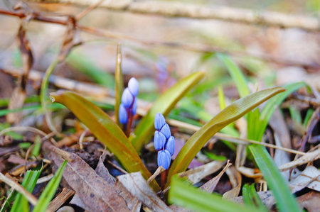 Spring Scilla with blue flowers and buds on sunny meadow in green grass