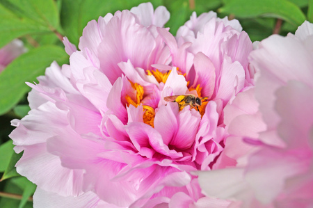 Peony flower with pink petals and yellow center on a bush with green leavesの写真素材