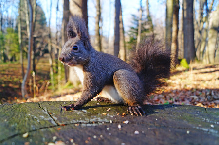 Squirrel with fluffy black fur eating nuts on hemp on a sunny spring day