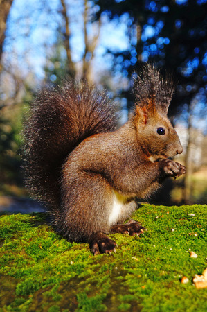 Squirrel with fluffy black fur eating nuts on hemp on a sunny spring dayの写真素材